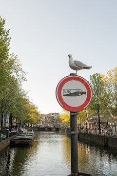 Seagull perched on a canal sign in Amsterdam Holland