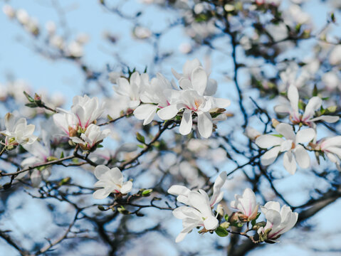 White magnolia blossom on branch against blue sky