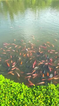 A video of various fish swimming in a garden pond in the morning. The surrounding banks are covered in green grass and abundant trees, with reflections visible on the clear water.