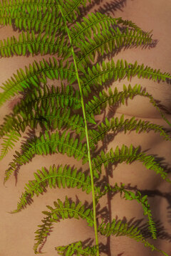 Nature Fern Sensual Resting on Body Skin in Natural Light