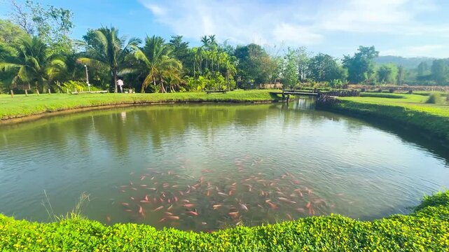 A video of various fish swimming in a garden pond in the morning under a clear sky. The surrounding banks are covered in green grass and abundant trees, with reflections visible on the clear water.