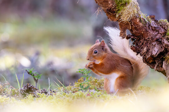 Red squirrel in the woods