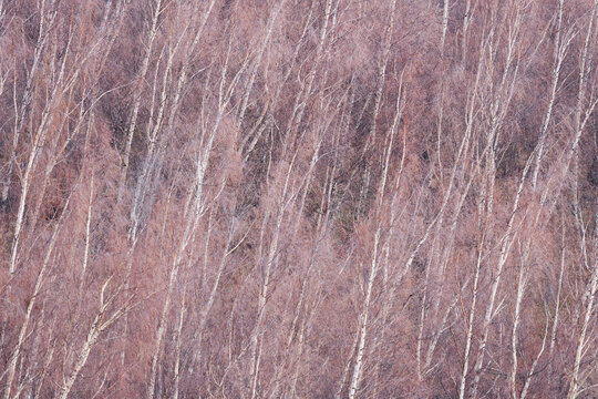 Bare Birch Trees in Winter