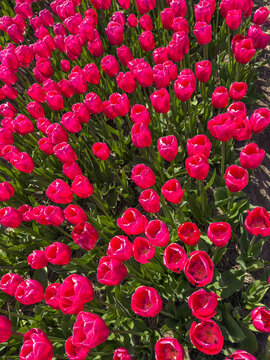 Top view of vibrant pink tulips blooming in a field