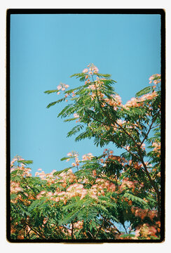 Feathery pink flowers spread across a sunlit canopy