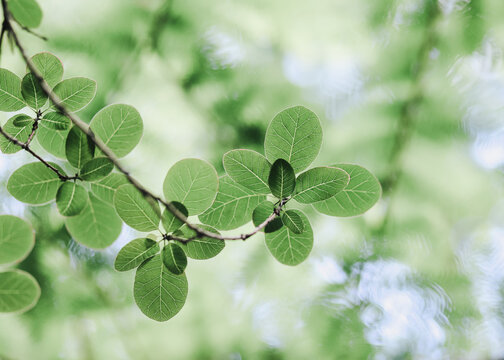 Green smoke tree leaves on branch in sunlight