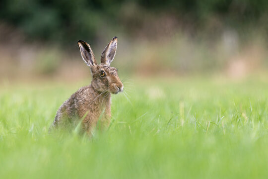 Brown hare with copy space to side