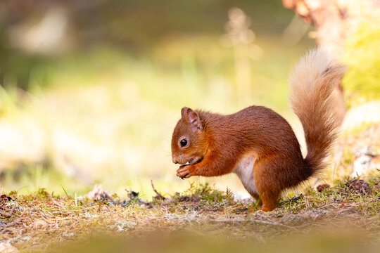 Red squirrel eating a nut