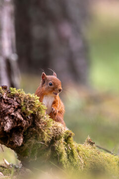 Red squirrel in the forest