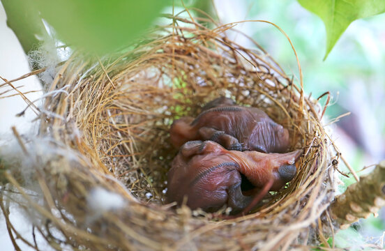 Closeup of newly hatched streak-eared bulbul chicks inside a nest on a balcony plumeria tree