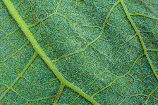 Close View of a Green Leaf With Detailed Texture and Veins