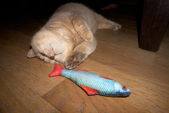 Beige cat lying on wooden floor playing with a fish shaped toy.