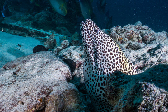 Close-up of a Fierce Moray Eel