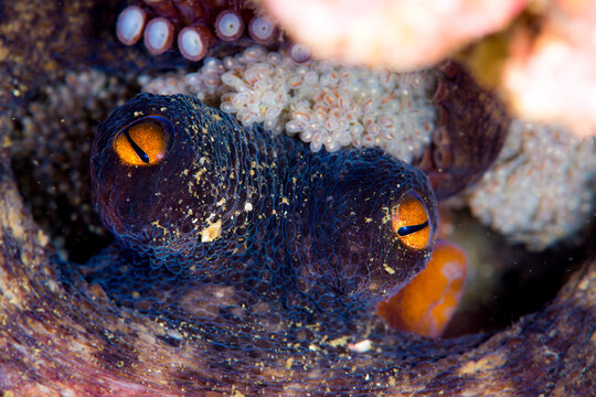Fascinating Wild Octopus Camouflaged on the Ocean Floor