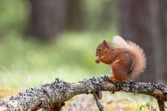 Red squirrel on a lichen covered branch