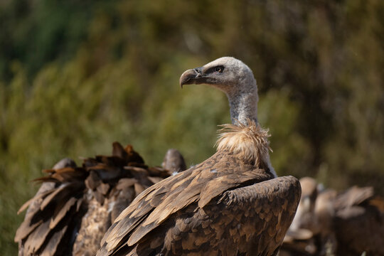 Griffon Vulture Portrait Among a Flock