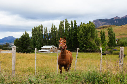 Chestnut Horse on Patagonian Farm