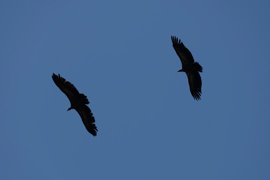 Pair of griffon vultures flying against a blue sky