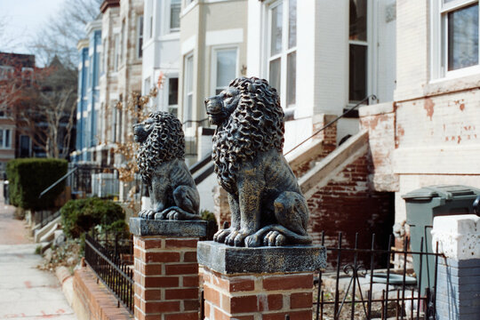 Lion Guards