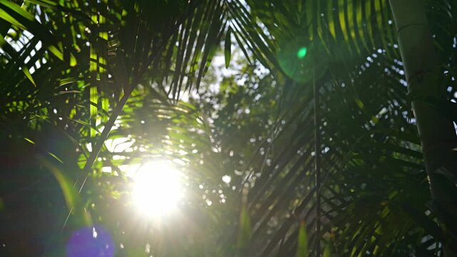 Warm sun rays through lush topical greenery. Camera gliding sideways under dense canopy of topical plants with natural sunlight and sun rays. Relaxing peaceful environment.