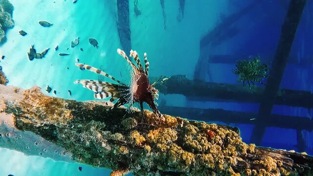 View of a lionfish with distinctive spiny fins swimming near a barnacle-covered submerged structure in Indonesia.