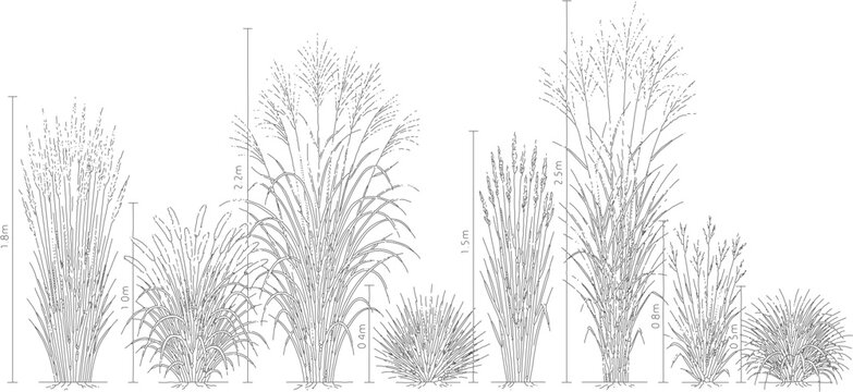 Ornamental grass species elevation CAD architectural drawings isolated on transparent background