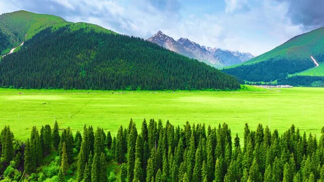 Lush green alpine grassland and spruce forests spread out before snow capped mountain peaks in Xinjiang during bright day.