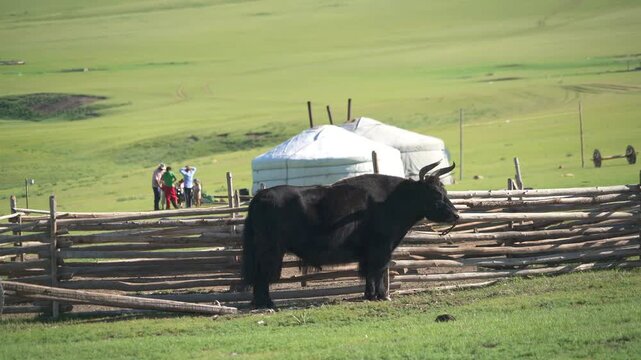 A horned yak is tied to the corral fence in front of Mongolian ger tents on open pastureland.