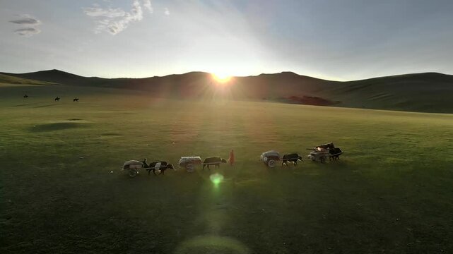 Aerial drone view of Mongolian migration with yak carts crossing sunlit steppe grassland.
