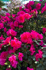 Fototapeta premium Pink azalea flowers blooming in a garden setting with green leaves in the background
