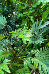 Green philodendron leaves grow in a garden setting with many other plants in the background © ir1ska