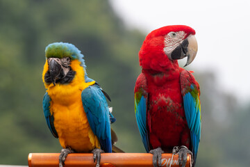 Pair of colorful macaws perched side by side, featuring a blue-and-yellow macaw and a scarlet macaw with vibrant plumage outdoors. © Ariyanto