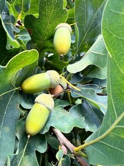 Green acorns growing on oak tree branches among fresh leaves in natural woodland during summer season © Oksana Kalashnykova