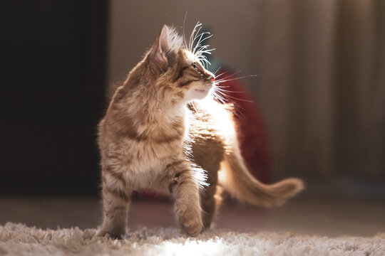 Playful young tabby kittens running, jumping, playing and interacting indoors.