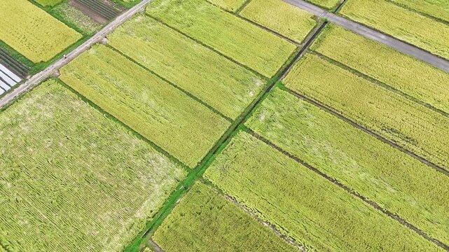 Top down aerial drone view of green and golden rice paddy fields with farm road in Japan