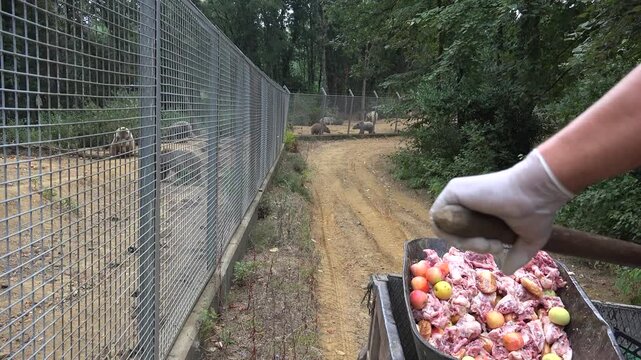 Bear feeds inside wildlife rescue center, captive animal eating during rehabilitation care routine.