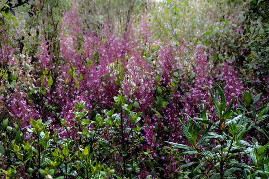 Purple Nelu Wildflower Blooming in Sri Lanka Highlands, Beautiful Tropical Mountain Flora
