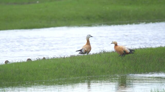 Ruddy shelduck pair standing on grassy lakeshore beside water in treeless wetland habitat.