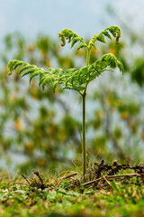 Fern shoot leaf © ThamiShankar
