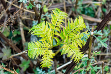 Fern leaf © ThamiShankar