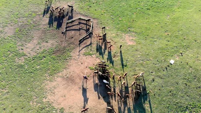 Aerial drone view of horse herd capture as cowboys rope and restrain animals on open pasture.