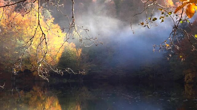 Autumn forest glows with rich foliage, calm water or leaves adding seasonal color to woodland scene.