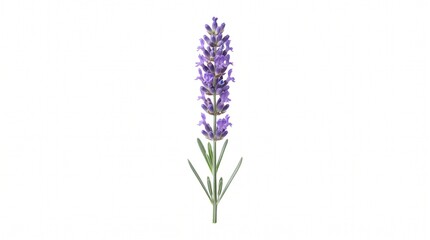 Obraz premium Purple Lavender Flowers on Green Stem Isolated on White Background