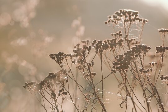 Beautiful autumnal or winter scenery, faded plant and sunlight