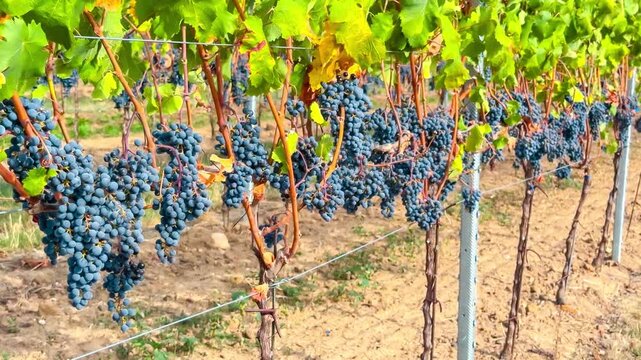 Grapes grow on vines in a vineyard showcasing the harvest season