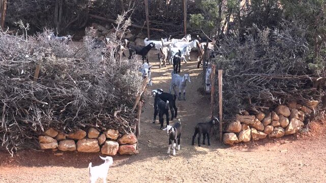 Crowded goats gather inside rustic corral, domestic herd confined within simple rural enclosure.