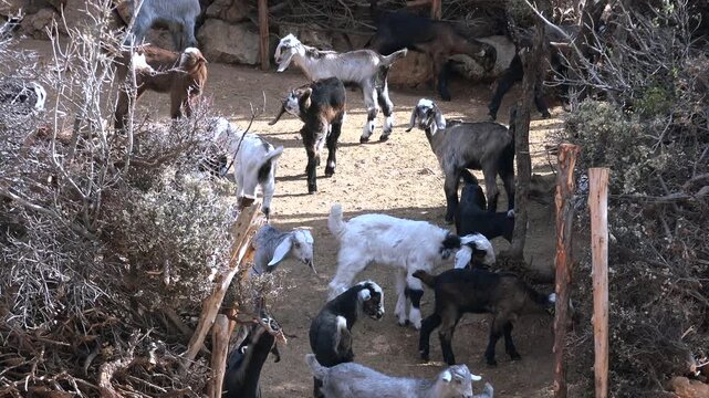 Crowded goats gather inside rustic corral, domestic herd confined within simple rural enclosure.