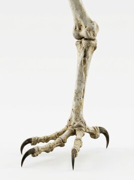 Detailed Skeletal Structure of a Large Bird's Leg and Talons Isolated on a White Background for Scientific Study