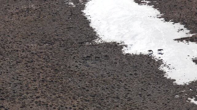 Wild horses roam treeless slopes below Kizlarsivrisi Mountain in Antalya, with patchy late snow.