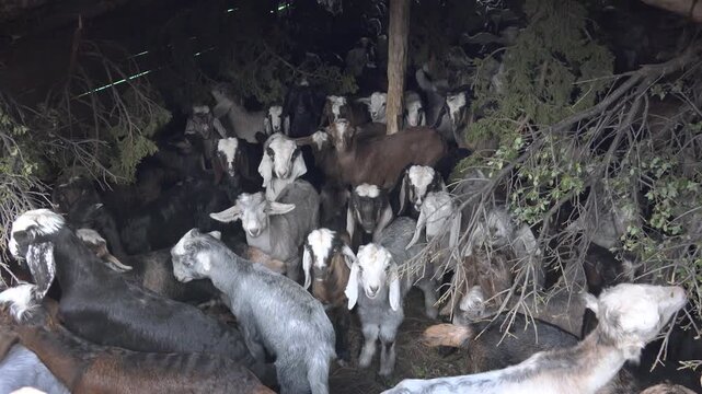 Crowded goats gather inside rustic corral, domestic herd confined within simple rural enclosure.